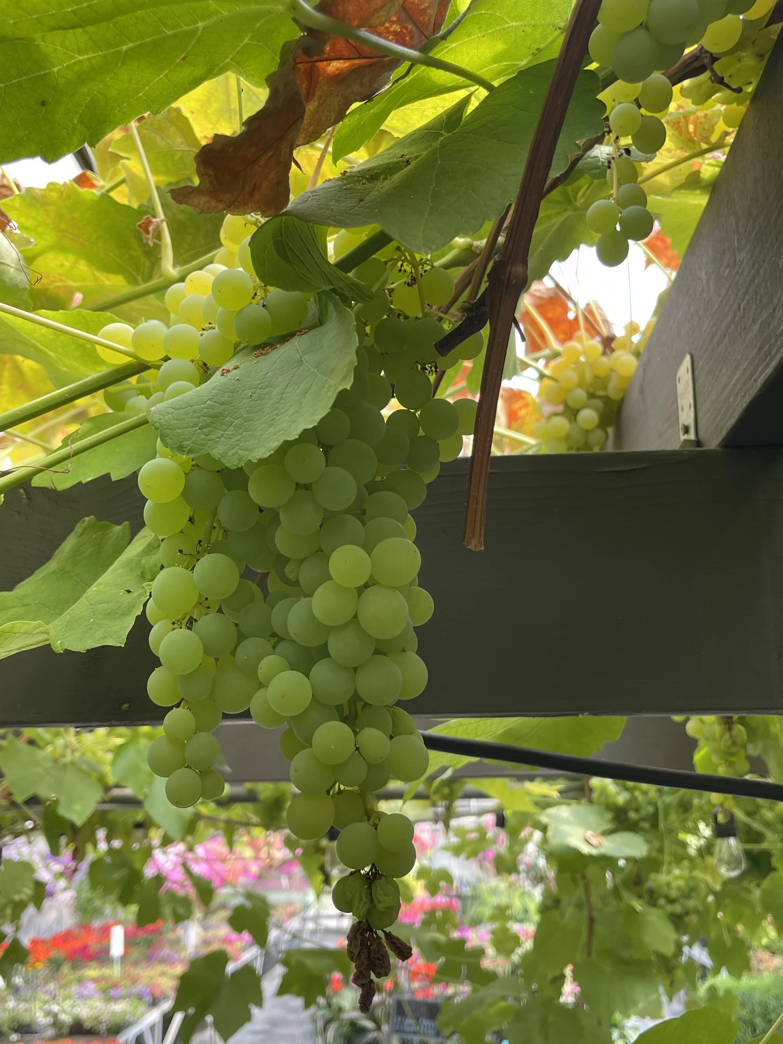 Canada's Largest Grapevine — SBFF